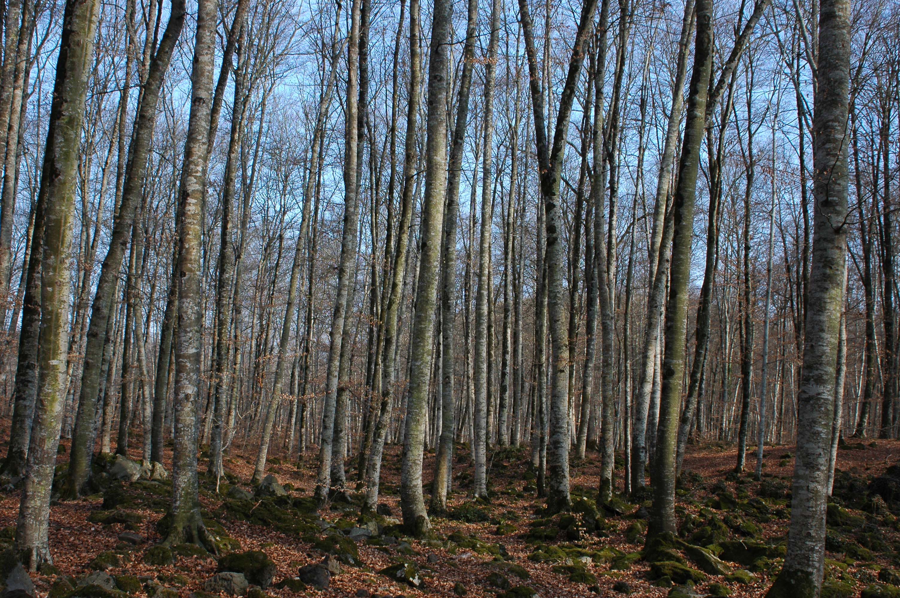 37 - Girona - parque natural de la zona volcanica de la Garrotxa - reserva natural de la fageda d'Jorda